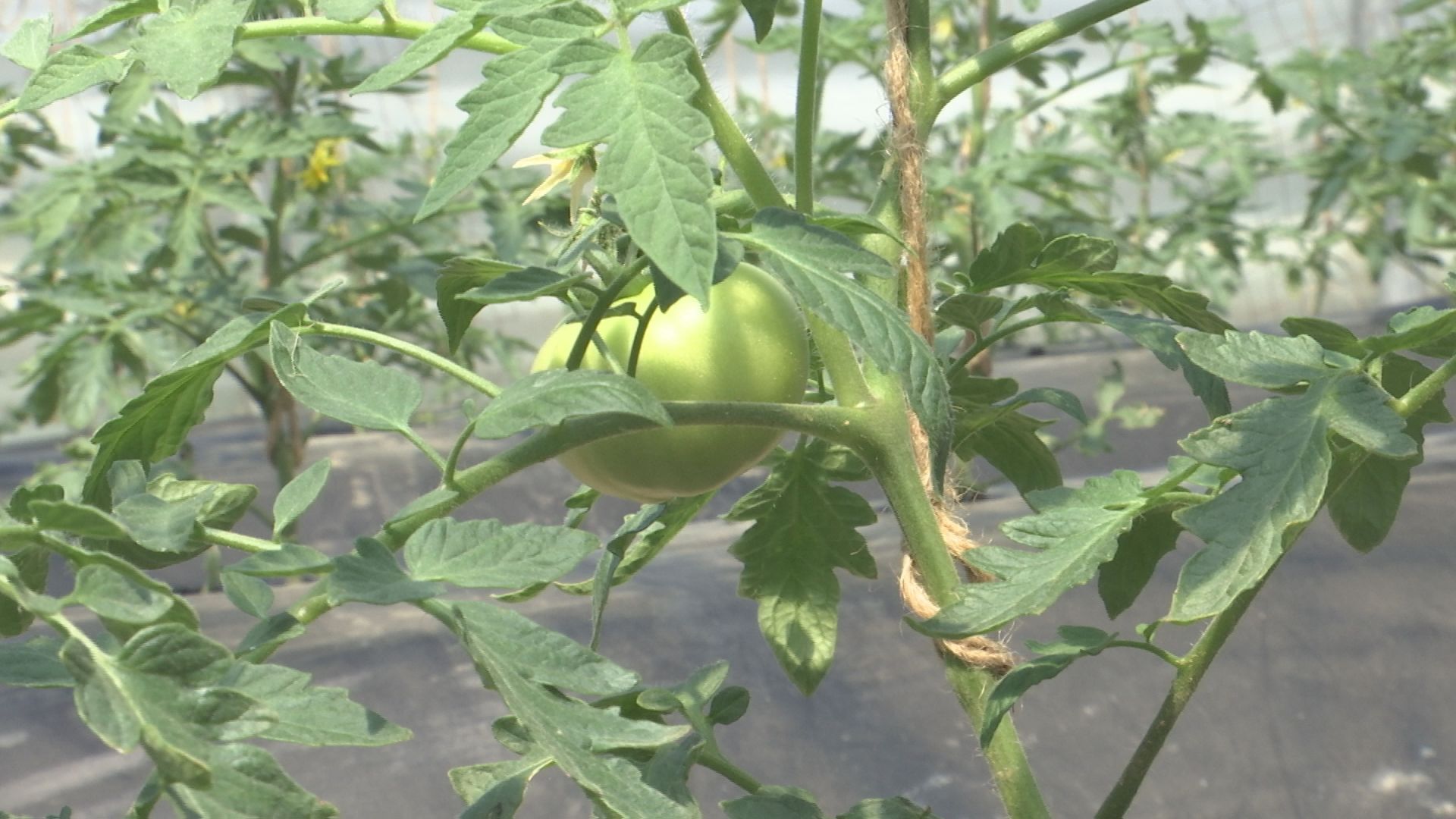 TOMATO